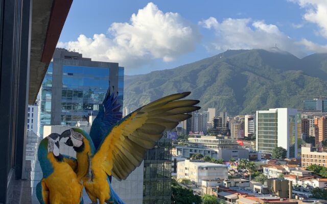 Caracas Ciudad de Guacamayas