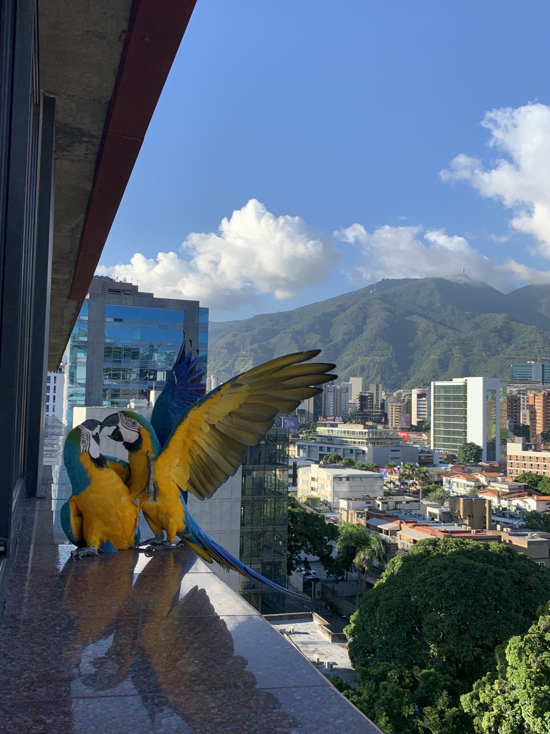 Caracas Ciudad de Guacamayas