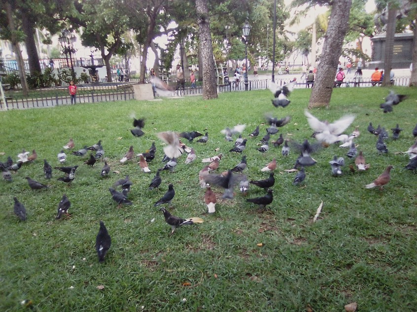 La unión de las palomas